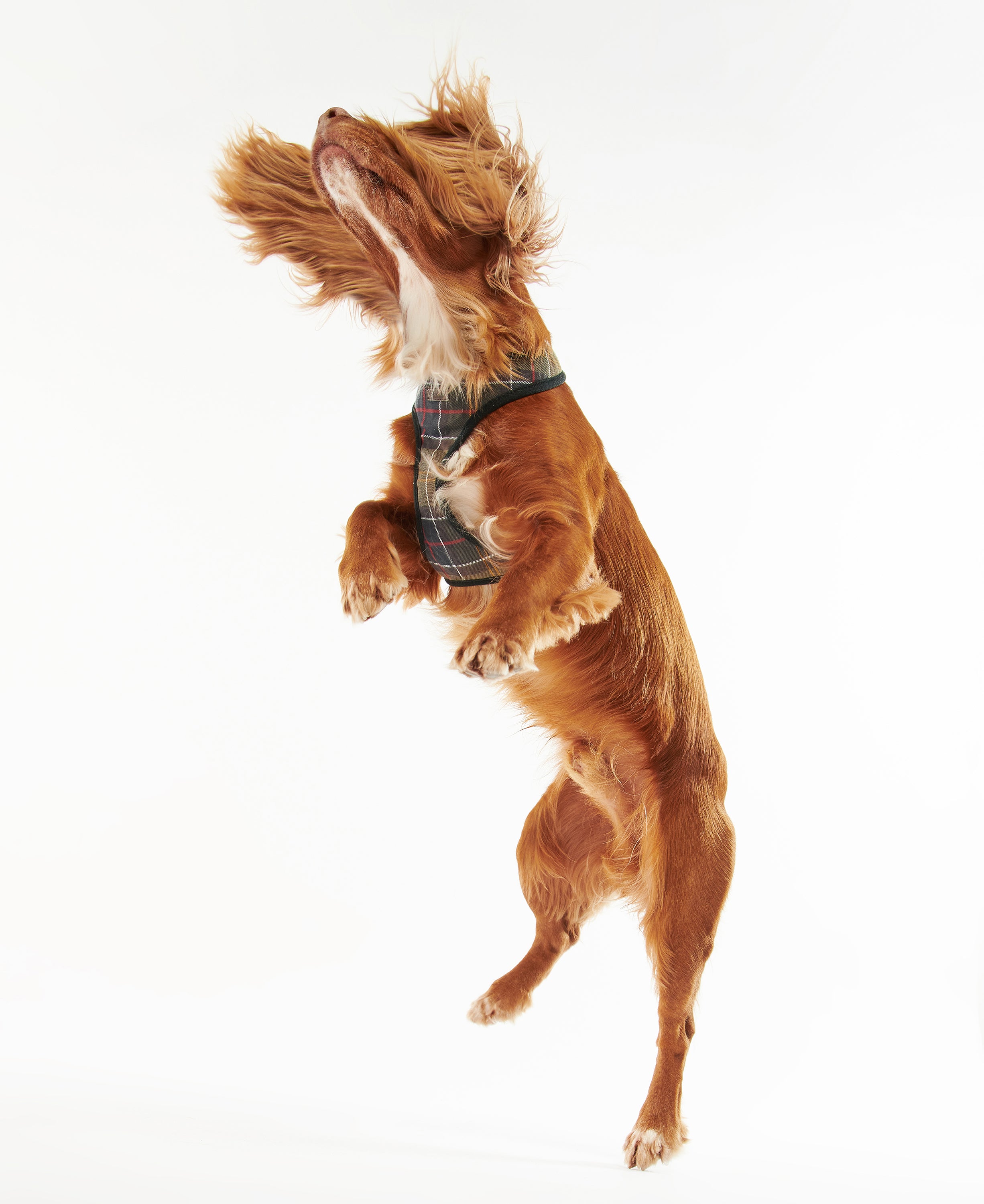 Barbour - Classic Tartan Dog Harness